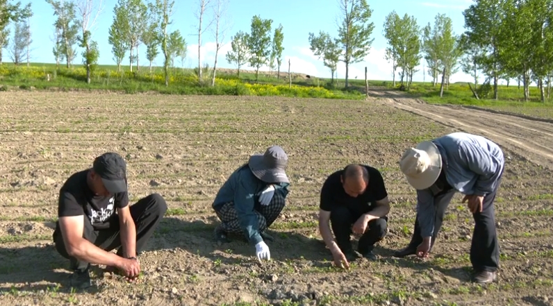 特克斯縣打造景觀(guān)農(nóng)業(yè)&ldquo;超級(jí)谷物&rdquo;藜麥種植繪就多彩&ldquo;豐&rdquo;景